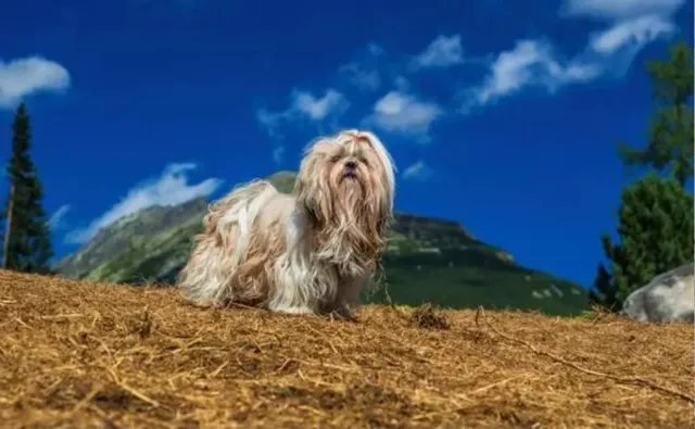 山と青空を背景にたたずむシーズー。古代中国の宮廷犬としての気品を感じさせる風景。