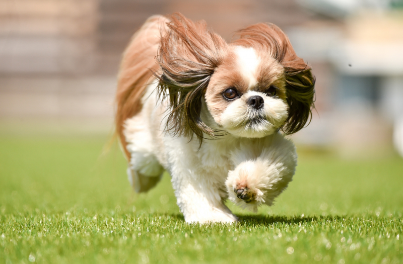 芝生の上を長い毛をなびかせて元気に走るシーズー