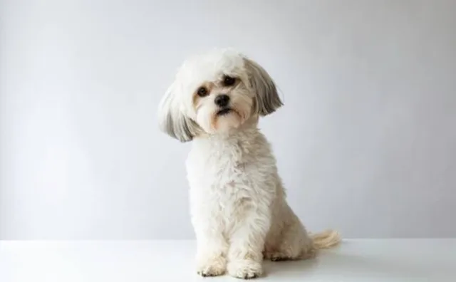 ふわふわの毛並みが特徴的なシーズー犬がこちらを見上げる姿