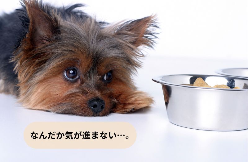 食べムラがありごはんを前に気が進まない様子のヨークシャーテリア