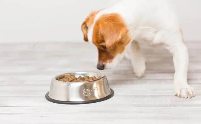 小粒のドッグフードが入った器を見つめる小型犬