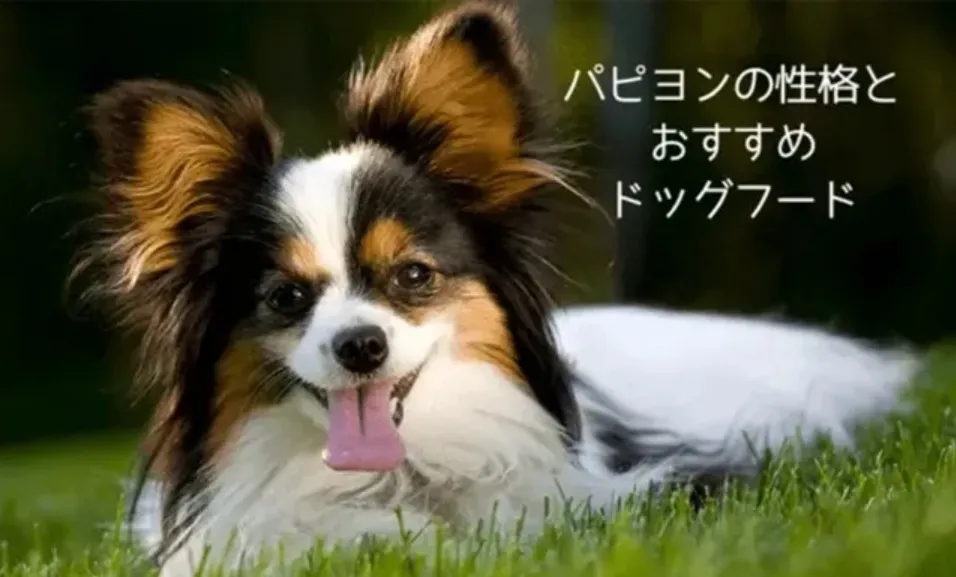 舌を出して芝生の上に寝転ぶ笑顔のパピヨン。性格やおすすめドッグフードを紹介する記事用画像。