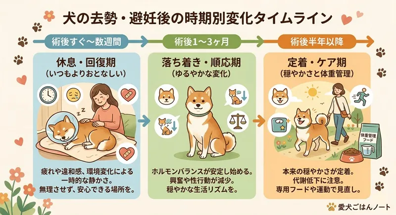 犬の去勢・避妊手術後の性格や行動の変化を「術後すぐ」「術後1〜3ヶ月」「術後半年以降」の3段階でまとめた時期別タイムラインの図解イラスト