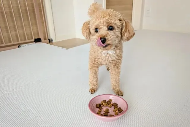 トイプードルがドッグフードを前にして舌なめずりしている様子。日常ケアに役立つ食事とサプリのイメージ。
