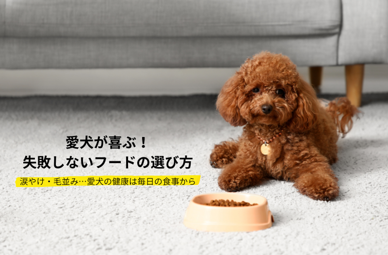 ご飯を食べないトイプードル向けドッグフードの選び方と対策