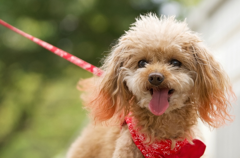 赤いバンダナをつけて元気に舌を出して笑うトイプードル