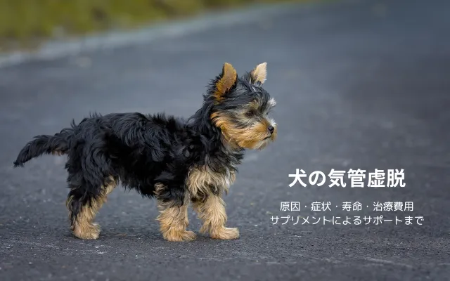 気管虚脱の症状に注意したい小型犬（ヨークシャーテリア）
