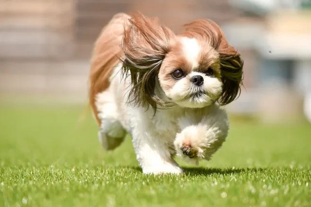 芝生の上を元気に走るシー・ズー。尿路結石が発症しやすい犬種の一例を示す写真