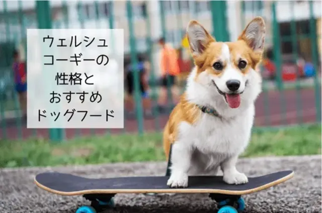 スケートボードに乗るウェルシュ・コーギーと「性格とおすすめドッグフード」の文字入り画像