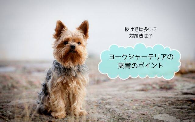 ヨークシャーテリアの飼育ポイントを紹介する記事のイメージ画像。抜け毛対策やお世話のコツがわかる内容です。