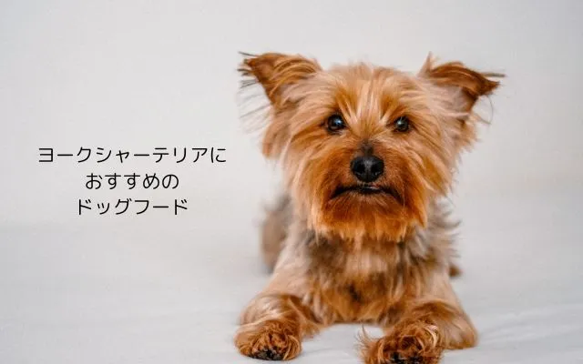 こちらを穏やかに見つめながらリラックスしているヨークシャーテリア。落ち着いた性格が伝わる一枚です。