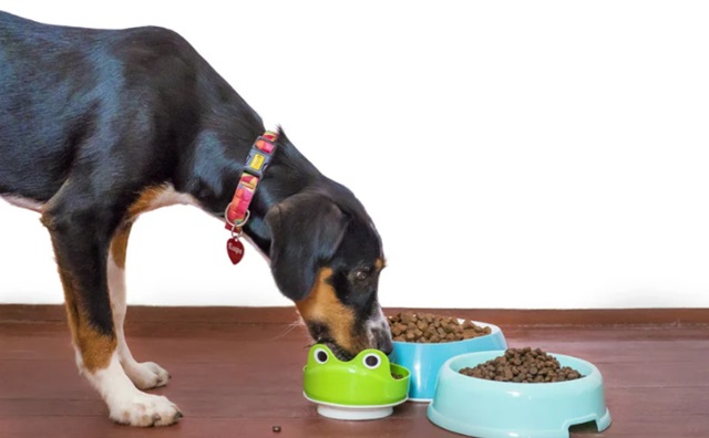 おすすめの犬用食器