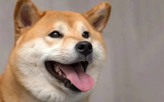 ドッグフードを待っている柴犬