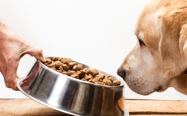 ごはんを食べない犬