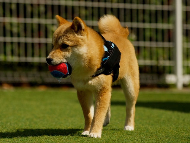 アレルギーを起こしやすいといわれる柴犬