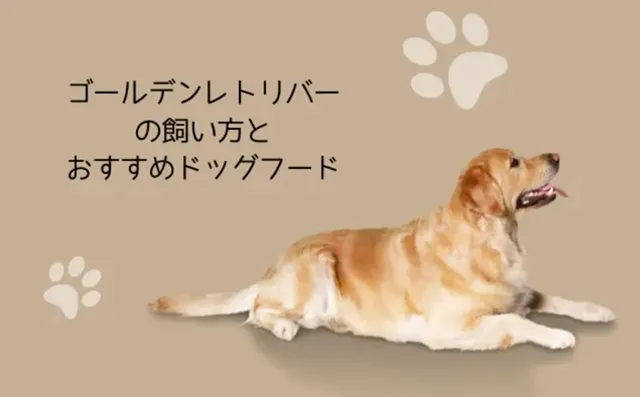ゴールデンレトリバーに合うドッグフード｜関節・皮膚ケアを考えた選び方とおすすめ