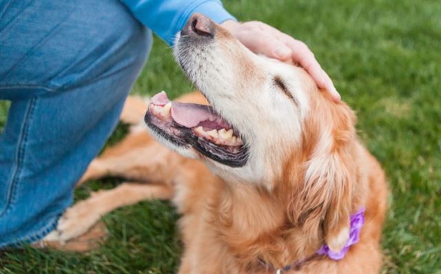 シニア犬用ドッグフードの選び方