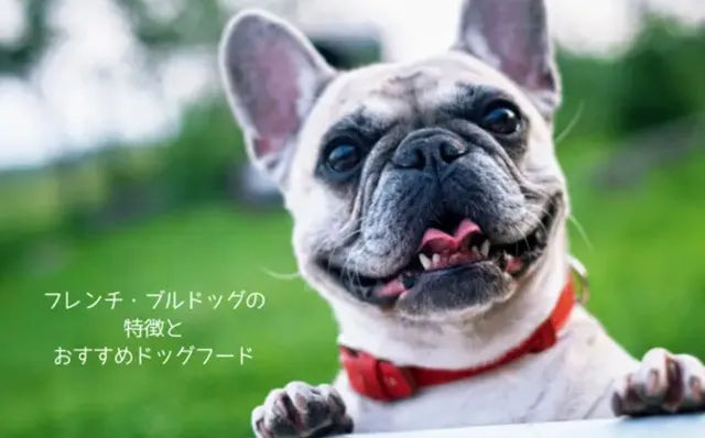 フレンチブルドッグにおすすめのドッグフード｜肥満防止・消化ケア・食事のポイント