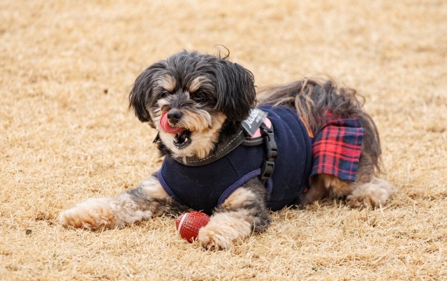 ミックス犬のポメプー