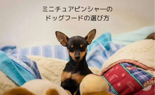 ミニチュア・ピンシャーに適したドッグフード選び｜活発な性格に合う栄養とは？