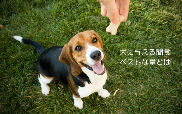 犬に与える間食