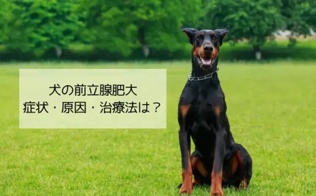 犬の前立腺肥大とは？症状・原因・治療法から予防やおすすめのドッグフードまでわかりやすく解説