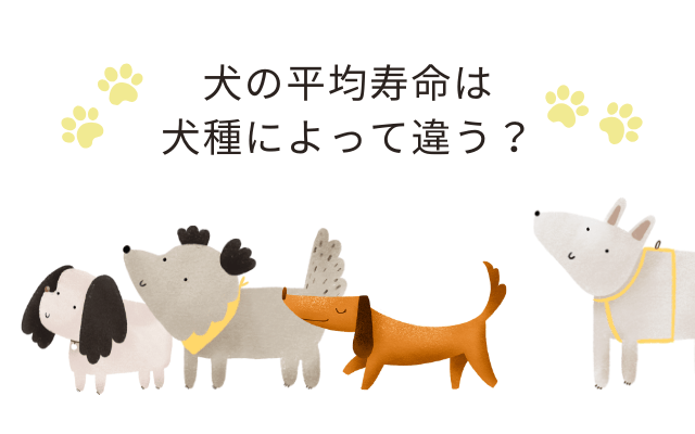 犬の寿命寿命ランキング