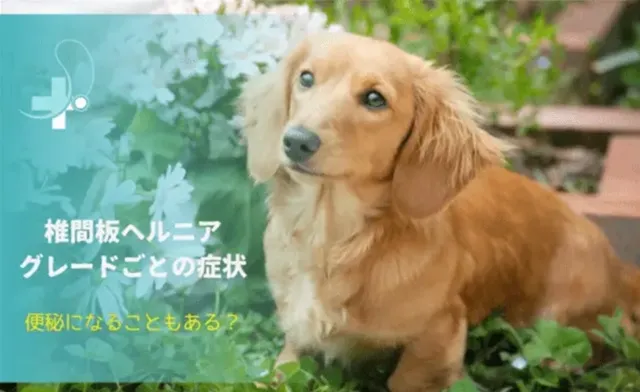 犬の椎間板ヘルニアの症状とリハビリ｜原因・グレード別症状・予防法も解説