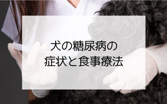 犬の糖尿病の症状と食事療法