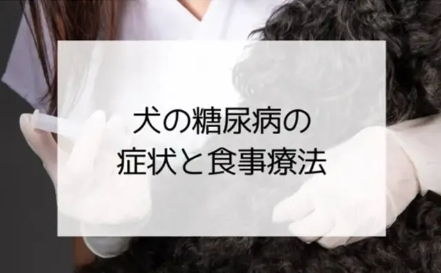 犬の糖尿病の症状と治療法｜食事・散歩・インスリン管理まで解説