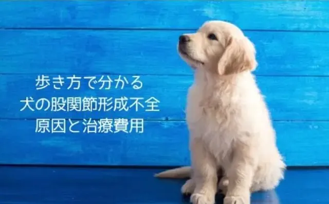 犬の股関節形成不全の治療とその費用は？歩き方に変化も