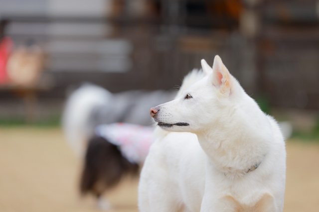 紀州犬