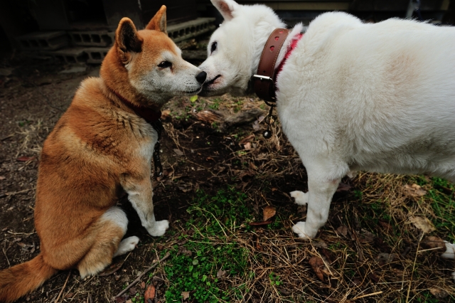 紀州犬と柴犬の違い