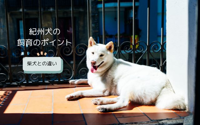 紀州犬と柴犬の違い