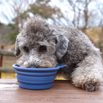 4歳オス